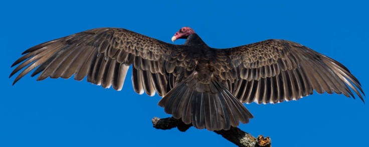 back warming (1 of 1)