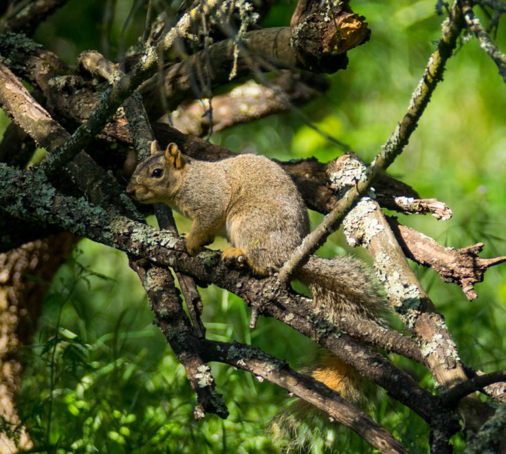 effie squirrel (1 of 1)