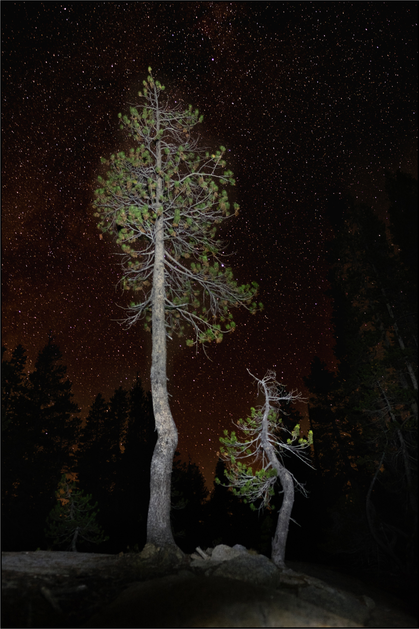 tree and stars